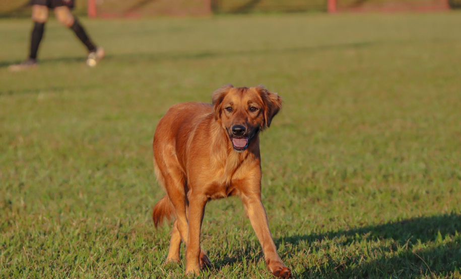ESPORTE PARANÁ BOM DE BOLA