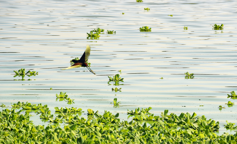 Parque Estadual Pico do Marumbi vai receber a nova edição do projeto Passarinhar, neste sábado (10), dentro do Global Big Day
