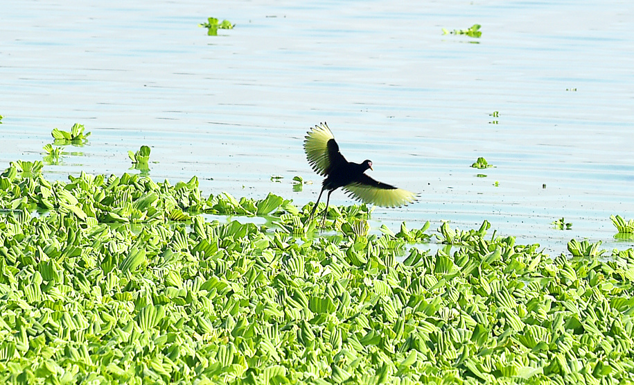 Parque Estadual Pico do Marumbi vai receber a nova edição do projeto Passarinhar, neste sábado (10), dentro do Global Big Day