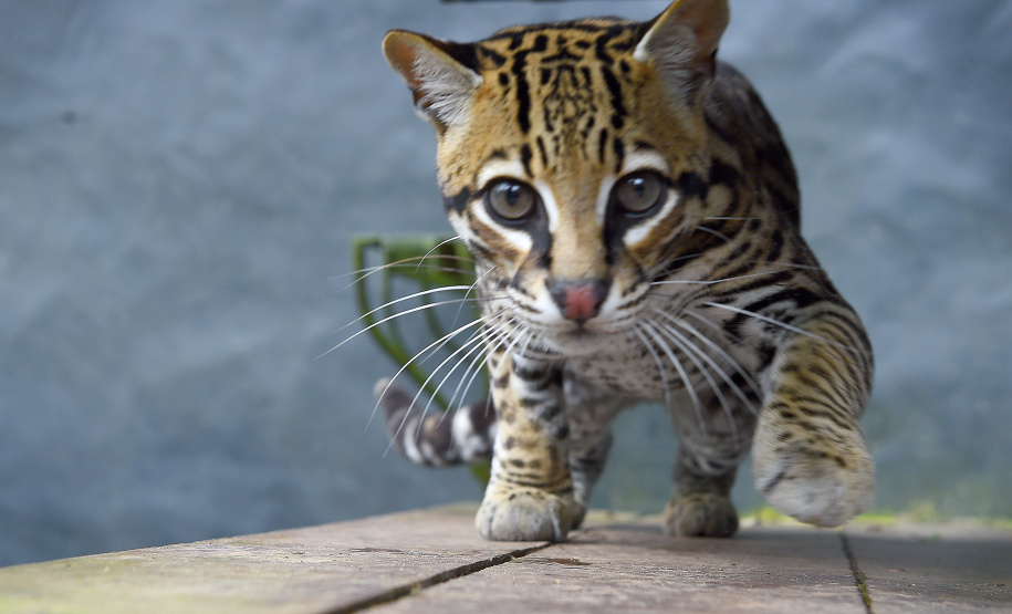 Rede de apoio à fauna silvestre coordenada pelo Instituto Água e Terra realizou 1.483 atendimentos entre janeiro e abril deste ano.