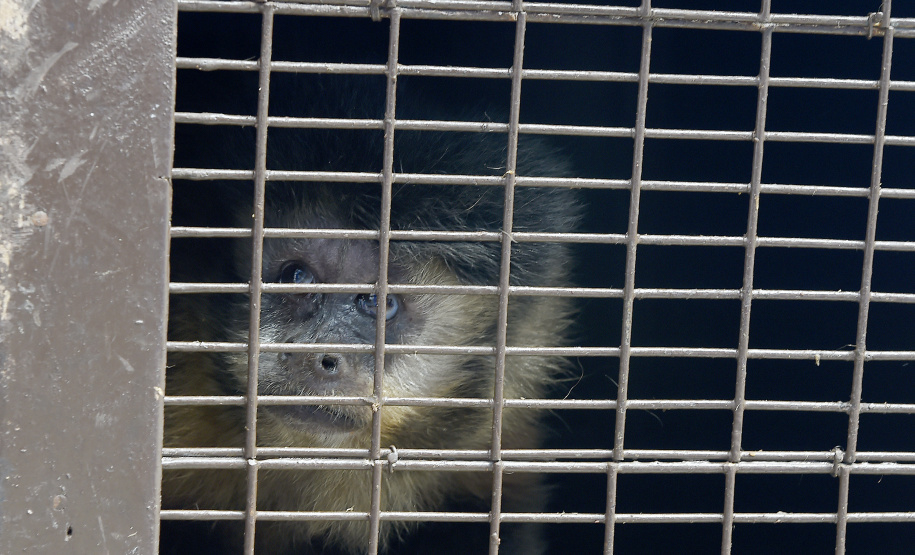 Operação coordenada pelo Instituto Água e Terra resgatou e encaminhou para o Zoológico Municipal de Curitiba 20 macacos-prego que viviam em cativeiros clandestinos