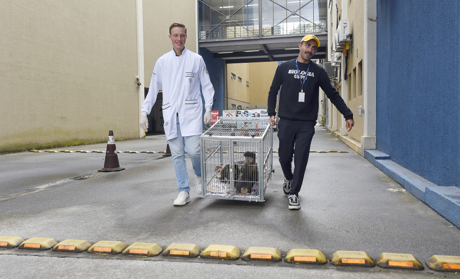 Operação coordenada pelo Instituto Água e Terra resgatou e encaminhou para o Zoológico Municipal de Curitiba 20 macacos-prego que viviam em cativeiros clandestinos