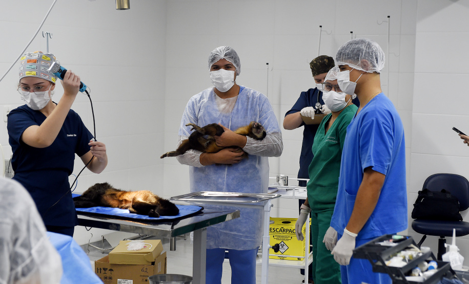 Operação coordenada pelo Instituto Água e Terra resgatou e encaminhou para o Zoológico Municipal de Curitiba 20 macacos-prego que viviam em cativeiros clandestinos