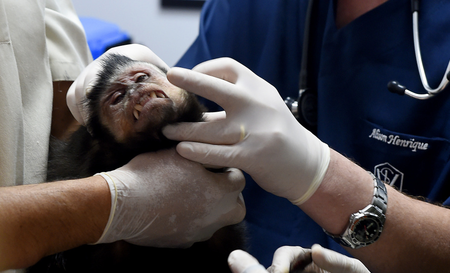 Operação coordenada pelo Instituto Água e Terra resgatou e encaminhou para o Zoológico Municipal de Curitiba 20 macacos-prego que viviam em cativeiros clandestinos