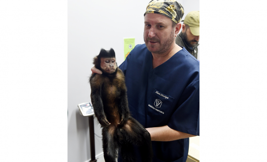 Operação coordenada pelo Instituto Água e Terra resgatou e encaminhou para o Zoológico Municipal de Curitiba 20 macacos-prego que viviam em cativeiros clandestinos