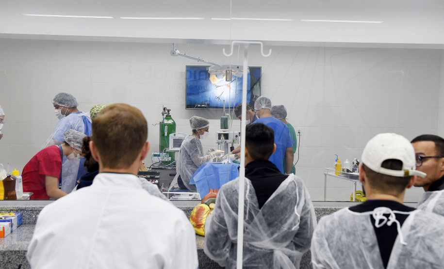 Operação coordenada pelo Instituto Água e Terra resgatou e encaminhou para o Zoológico Municipal de Curitiba 20 macacos-prego que viviam em cativeiros clandestinos