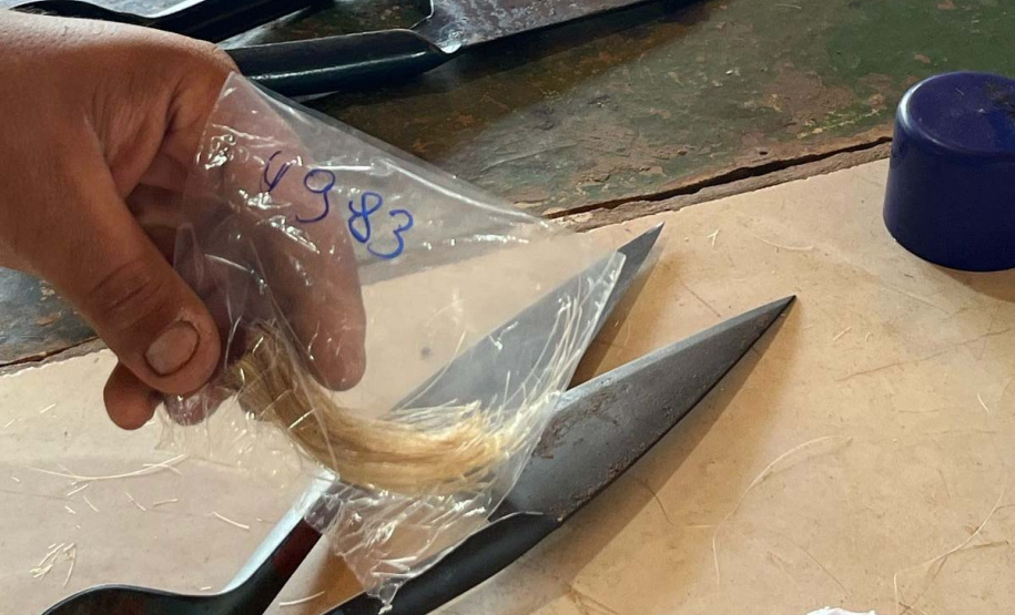 Melhoramento genético da raça Purunã deve ampliar oferta e elevar qualidade da carne