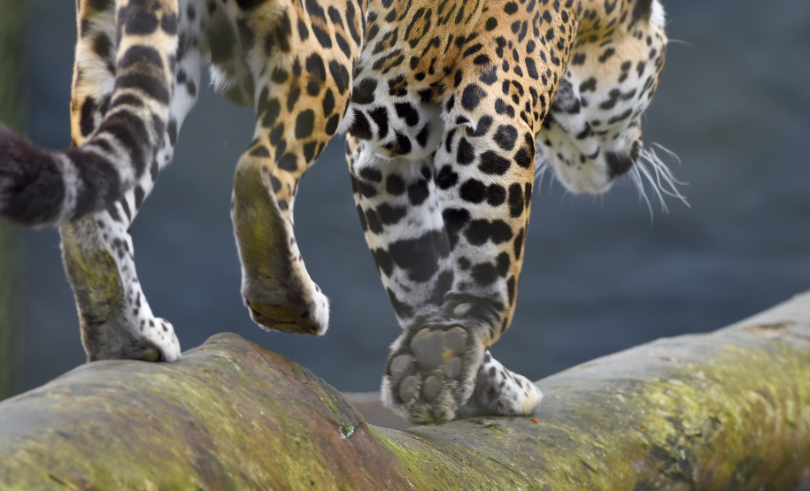 Rede de apoio à fauna silvestre coordenada pelo Instituto Água e Terra realizou 1.483 atendimentos entre janeiro e abril deste ano.