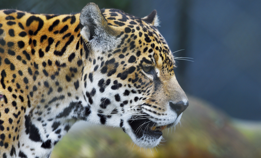 Rede de apoio à fauna silvestre coordenada pelo Instituto Água e Terra realizou 1.483 atendimentos entre janeiro e abril deste ano.