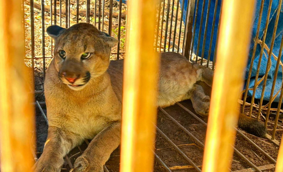 Filhote de onça-parda foi resgatada e solta por técnicos do IAT nesta quinta-feira (29), no Noroeste do Paraná.