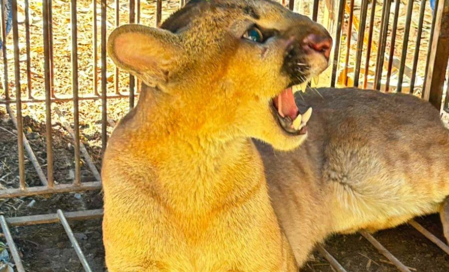 Filhote de onça-parda foi resgatada e solta por técnicos do IAT nesta quinta-feira (29), no Noroeste do Paraná.