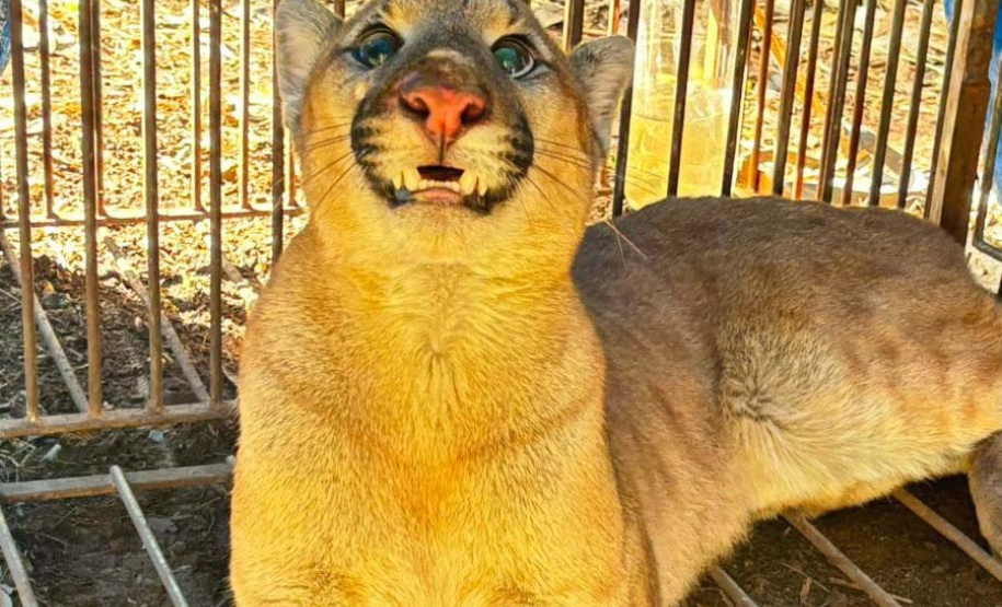Filhote de onça-parda foi resgatada e solta por técnicos do IAT nesta quinta-feira (29), no Noroeste do Paraná.