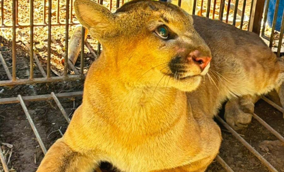 Filhote de onça-parda foi resgatada e solta por técnicos do IAT nesta quinta-feira (29), no Noroeste do Paraná.