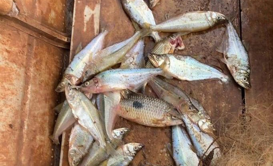 IAT - Operação de fiscalização contra a pesca predatória no Oeste e Noroeste do Paraná terminou com a aplicação de R$ 4 mil em multas e o recolhimento de materiais proibidos