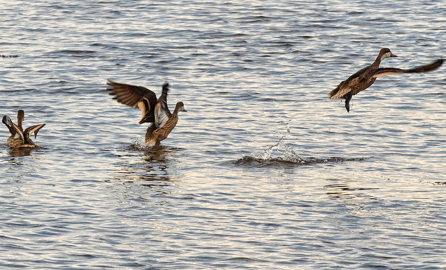Parque Estadual Pico do Marumbi vai receber a nova edição do projeto Passarinhar, neste sábado (10), dentro do Global Big Day