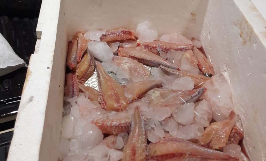 Ação do Instituto Água e Terra em conjunto com o Batalhão da Polícia Ambiental Força-Verde identificou dois indivíduos praticando a pesca predatória no Rio Ivaí, em Engenheiro Beltrão.