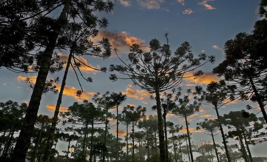 IAT SEMANA DO MEIO AMBIENTE
