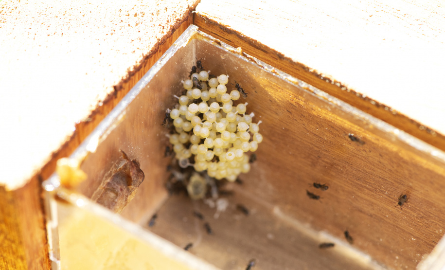 Dia Mundial da Abelha: Poliniza Paraná vai chegar a mais 11 complexos ambientais do Estado em 2025