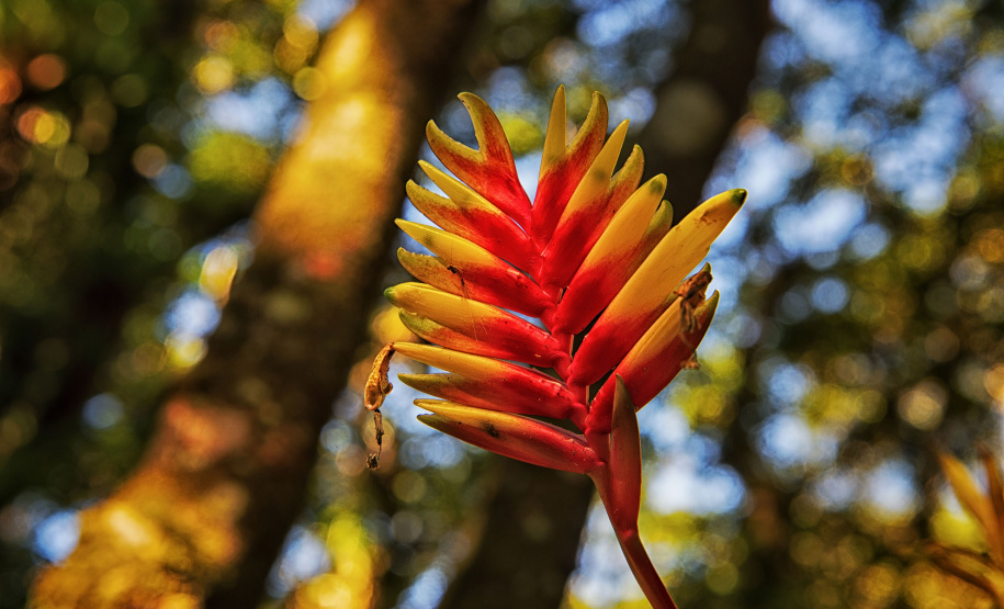 IAT SEMANA DO MEIO AMBIENTE