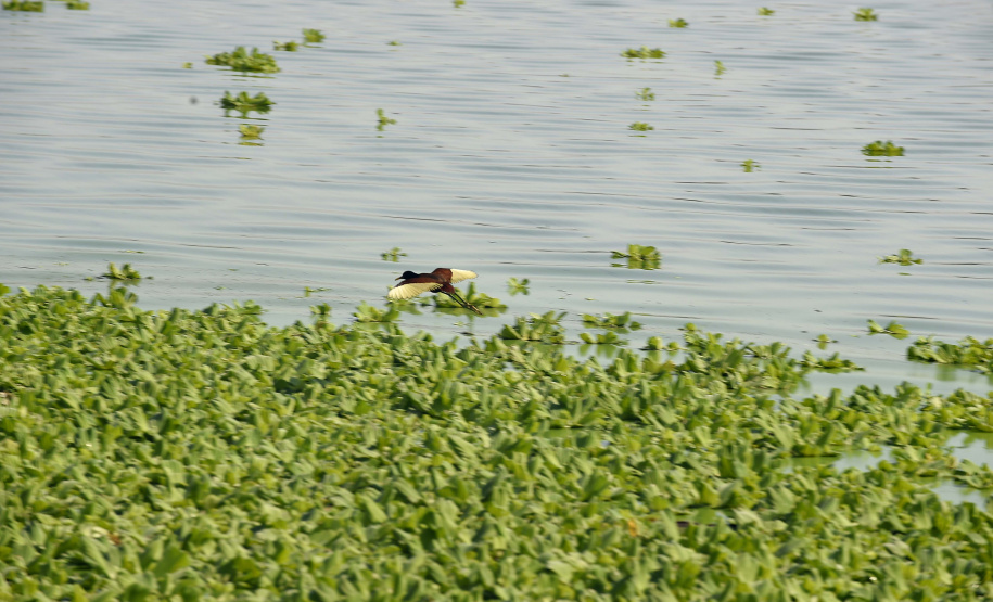 Minhocas, peixes, sapinhos e pequenos cactos: o ecossistema cheio de vida que só é possível de se encontrar no Paraná.