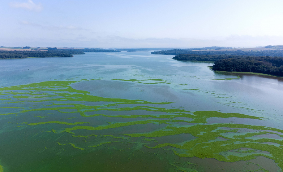 Minhocas, peixes, sapinhos e pequenos cactos: o ecossistema cheio de vida que só é possível de se encontrar no Paraná.