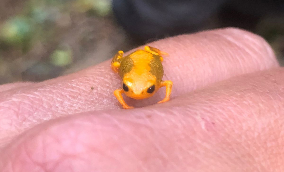 Minhocas, peixes, sapinhos e pequenos cactos: o ecossistema cheio de vida que só é possível de se encontrar no Paraná.