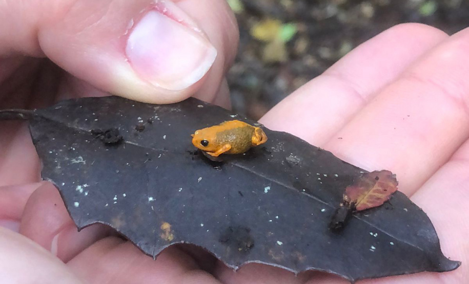 Minhocas, peixes, sapinhos e pequenos cactos: o ecossistema cheio de vida que só é possível de se encontrar no Paraná.