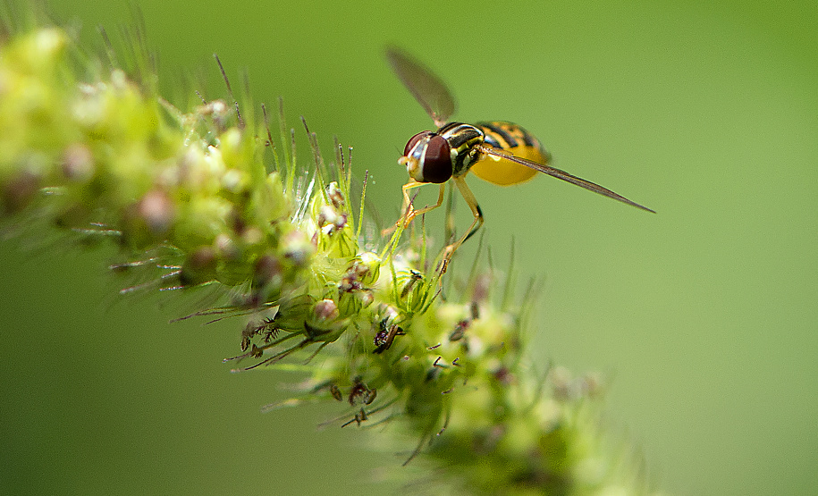 Dia Mundial da Abelha: Poliniza Paraná vai chegar a mais 11 complexos ambientais do Estado em 2025