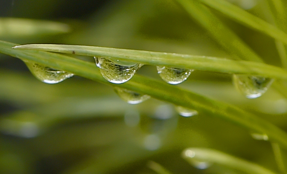 IAT SEMANA DO MEIO AMBIENTE