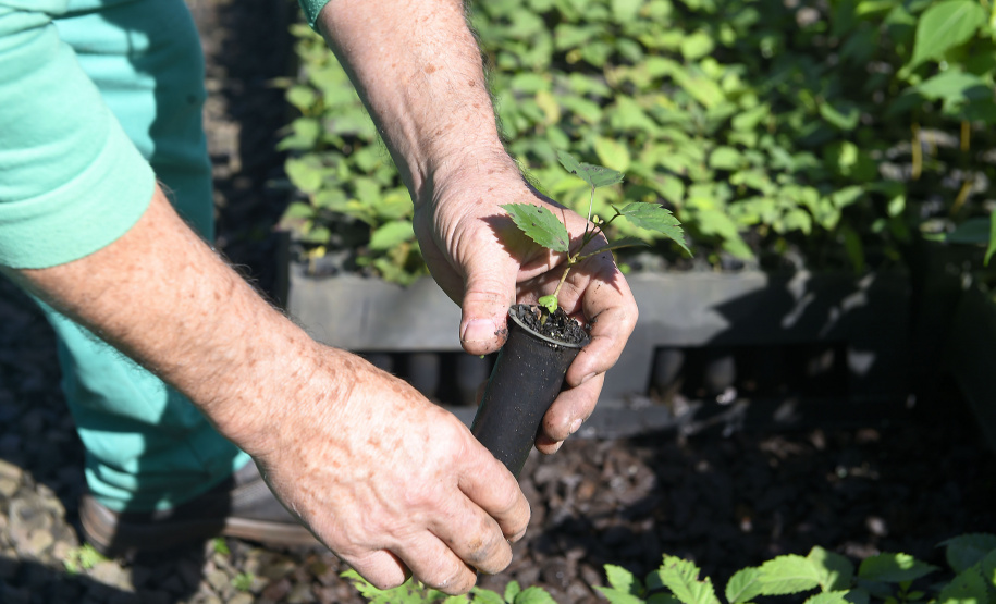 IAT SEMANA DO MEIO AMBIENTE