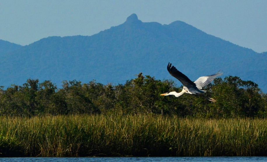 Parque Estadual Pico do Marumbi vai receber a nova edição do projeto Passarinhar, neste sábado (10), dentro do Global Big Day