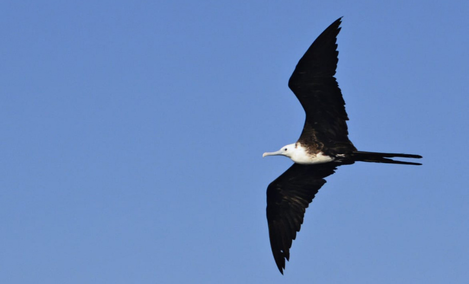 Parque Estadual Pico do Marumbi vai receber a nova edição do projeto Passarinhar, neste sábado (10), dentro do Global Big Day