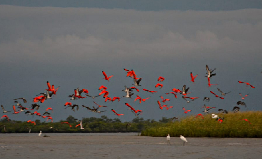 Parque Estadual Pico do Marumbi vai receber a nova edição do projeto Passarinhar, neste sábado (10), dentro do Global Big Day