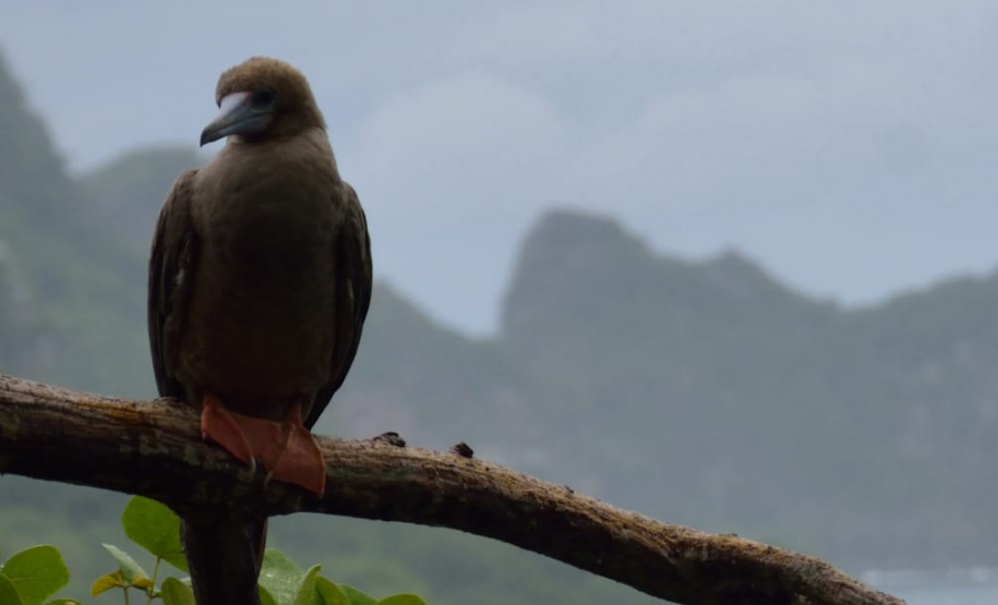 Parque Estadual Pico do Marumbi vai receber a nova edição do projeto Passarinhar, neste sábado (10), dentro do Global Big Day