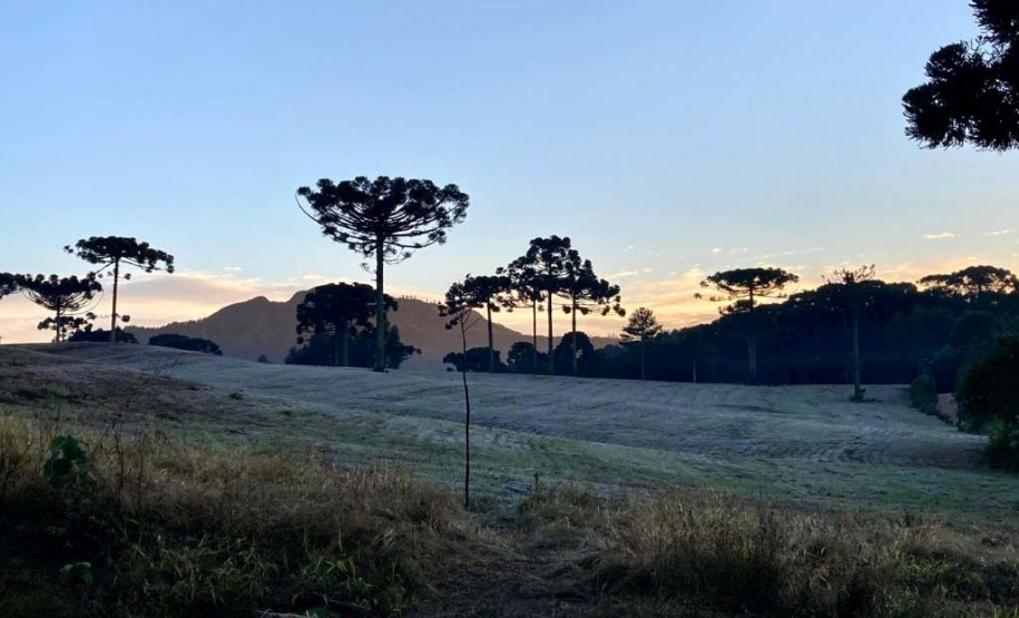 Onda de frio no campo: IDR-Paraná reforça cuidados em culturas mais sensíveis