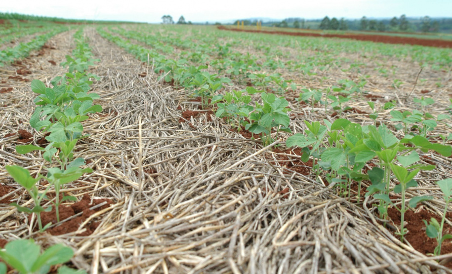 Sistema Plantio Direto: inovação que brotou no Norte do Paraná e conquistou o mundo