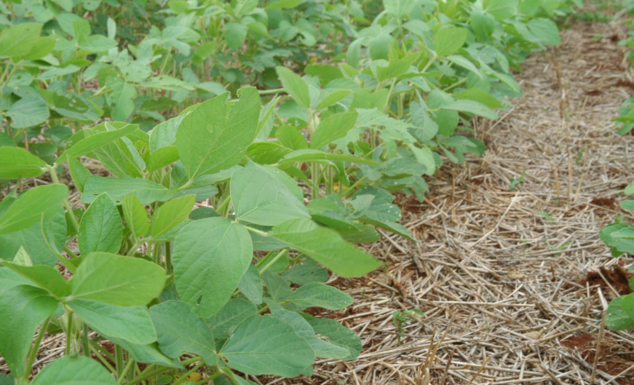 Sistema Plantio Direto: inovação que brotou no Norte do Paraná e conquistou o mundo