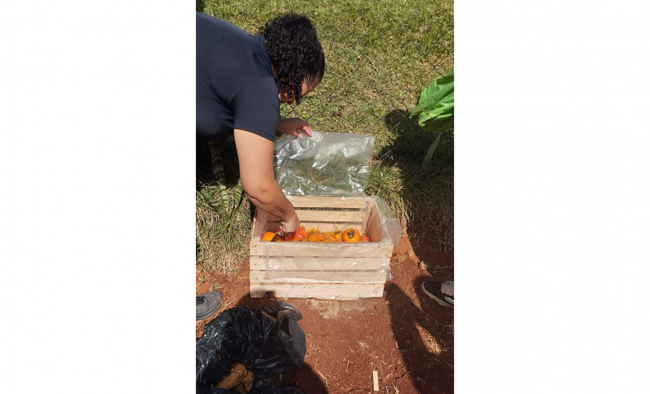 Educação ambiental: estudantes de colégio estadual em Arapoti transformam lixo orgânico em adubo para horta