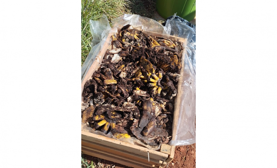 Educação ambiental: estudantes de colégio estadual em Arapoti transformam lixo orgânico em adubo para horta