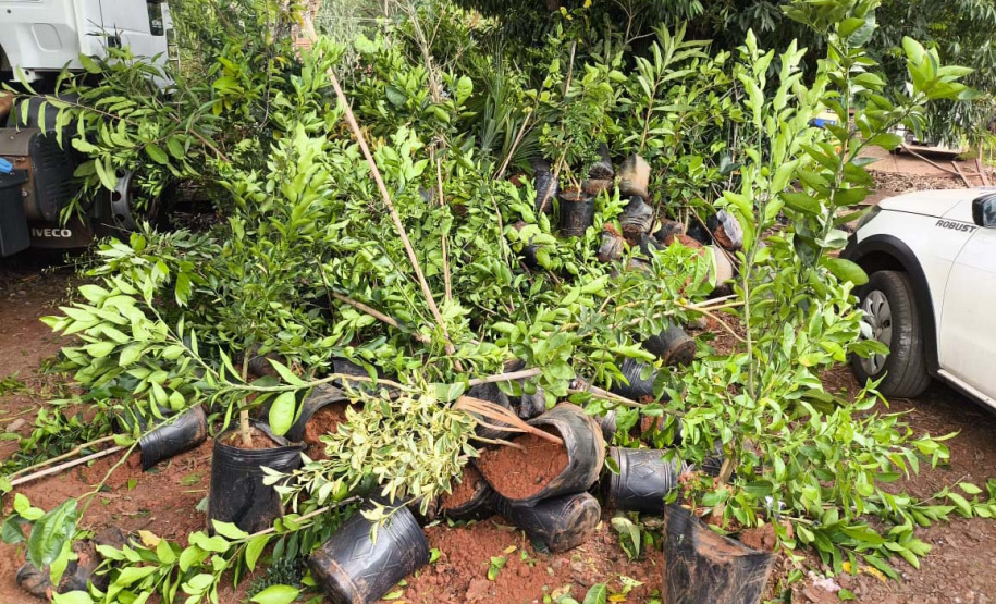 operação contra o greening  em Cornélio Procópio e Londrina.