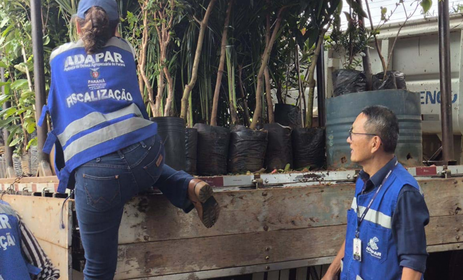 operação contra o greening  em Cornélio Procópio e Londrina.