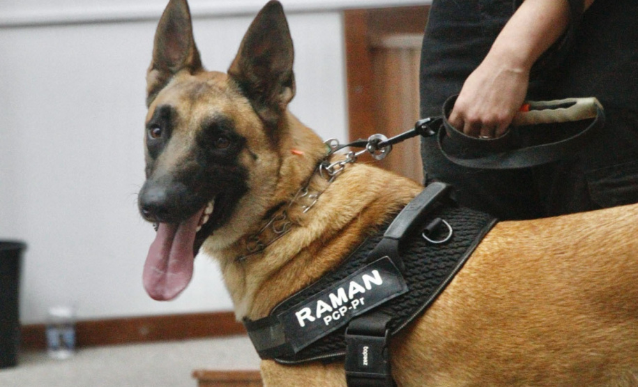 Cão perito encontra prova com vestígios de sangue em local de crime
