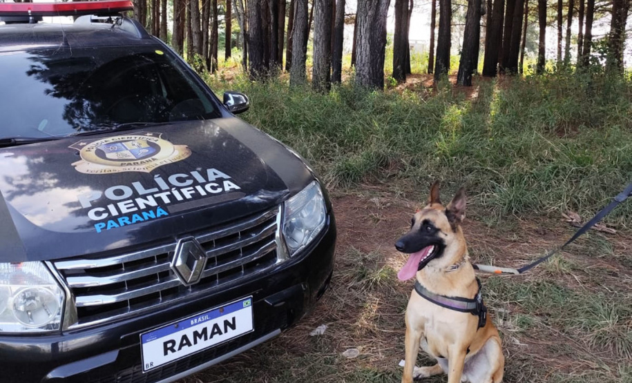 Cão perito encontra prova com vestígios de sangue em local de crime