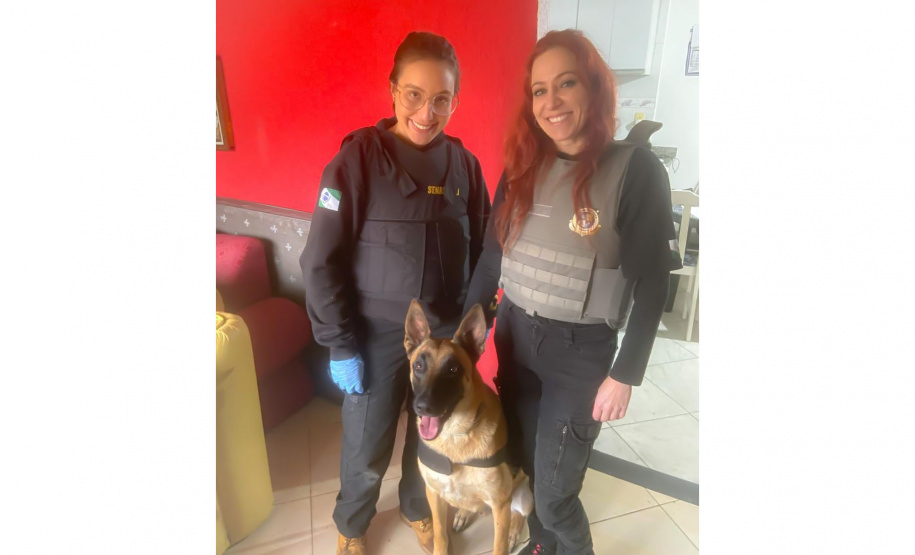 Cão perito encontra prova com vestígios de sangue em local de crime