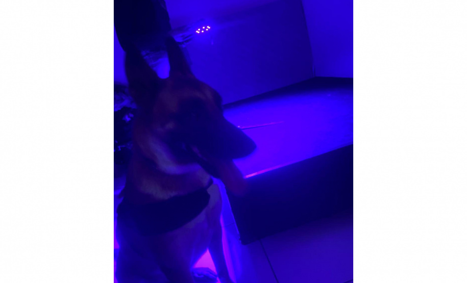 Cão perito encontra prova com vestígios de sangue em local de crime