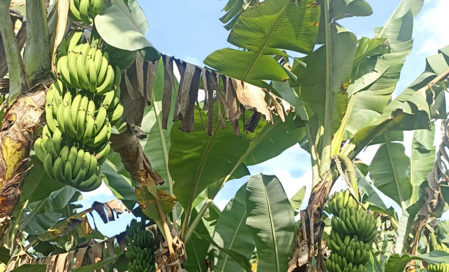 ADAPAR - matéria bananicultura com uso de drones no Litoral