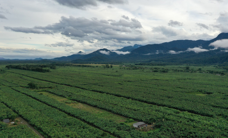 ADAPAR - matéria bananicultura com uso de drones no Litoral