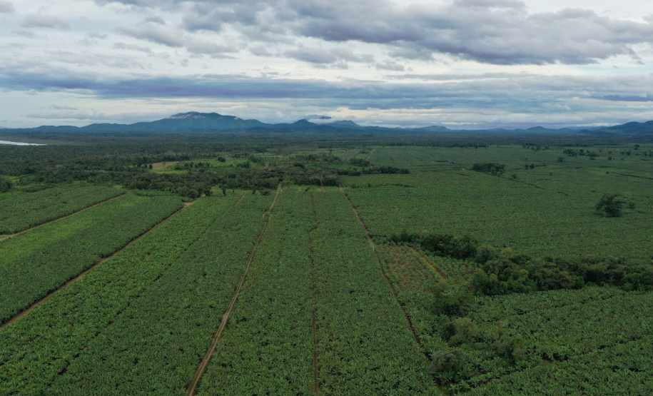 ADAPAR - matéria bananicultura com uso de drones no Litoral