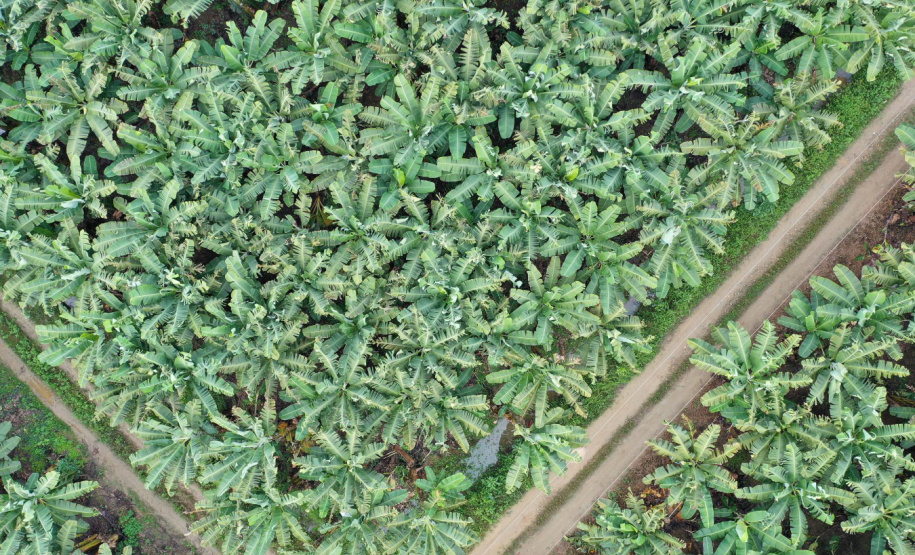 ADAPAR - matéria bananicultura com uso de drones no Litoral