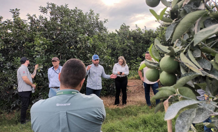 Fiscais catarinenses e gaúchos conhecem experiência do Paraná no combate ao greening